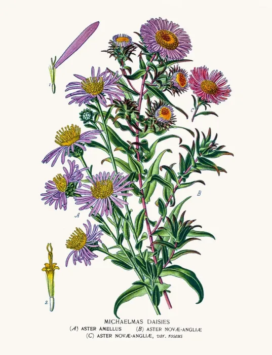 Framed Print : Asters and Daisy Framed Print : Asters and Daisy