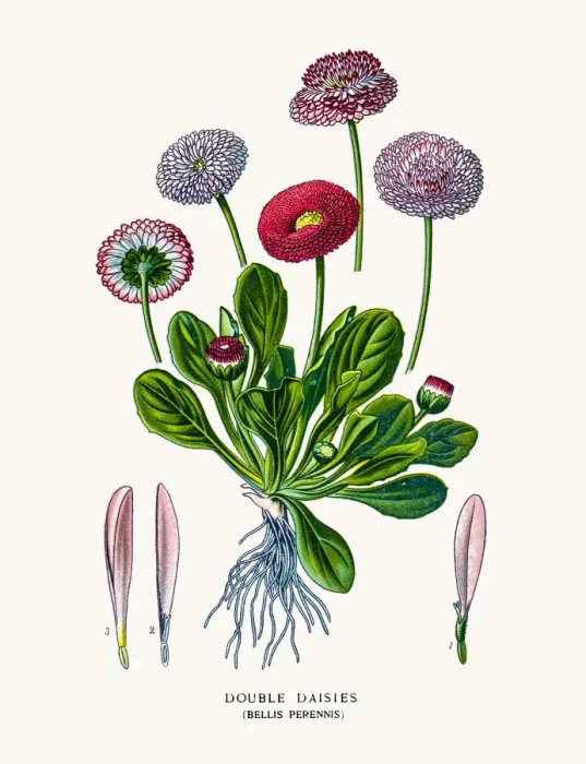 Framed Print : Asters and Daisy Framed Print : Asters and Daisy