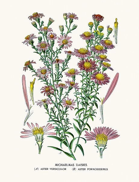 Asters and Daisy