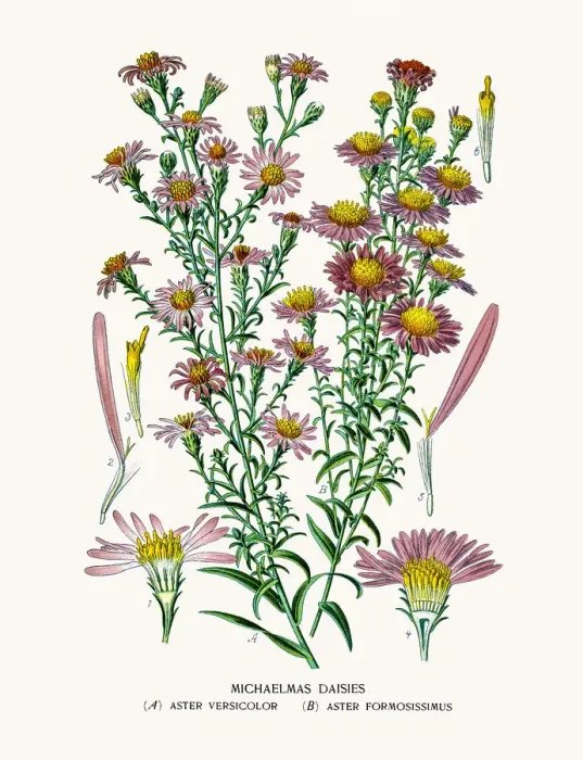 Framed Print : Asters and Daisy Framed Print : Asters and Daisy