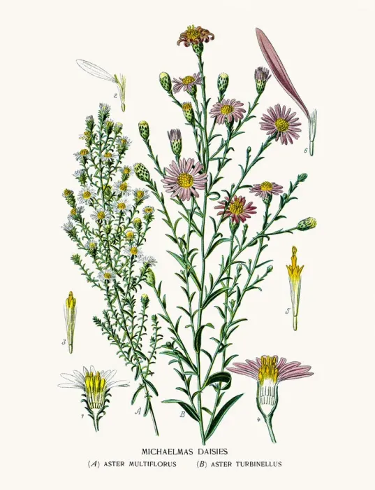 Framed Print : Asters and Daisy Framed Print : Asters and Daisy