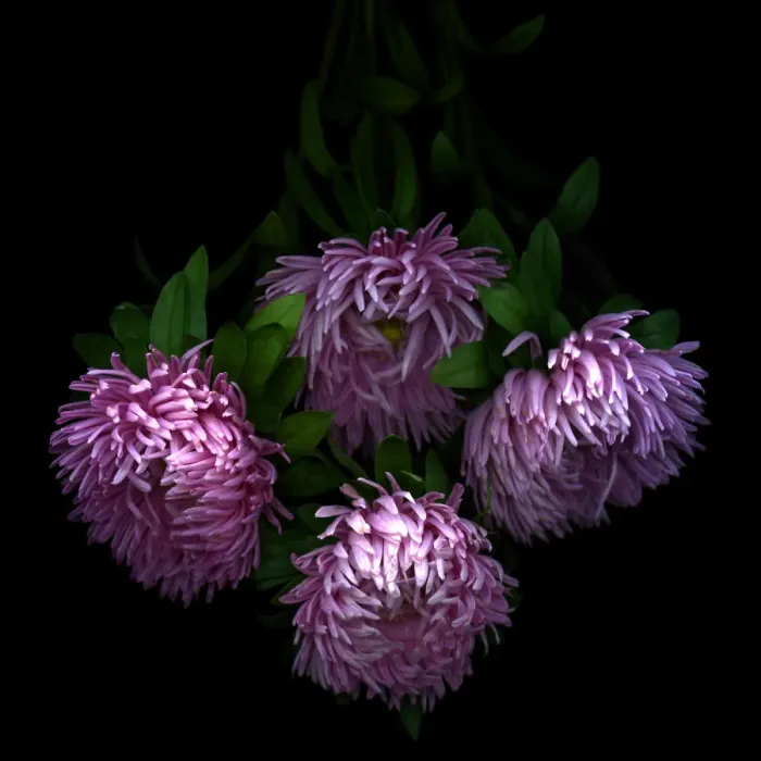 Framed Print : Asters flowers Framed Print : Asters flowers