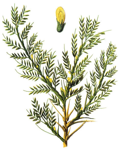 Astragalus brachycalyx (manna, Persian manna, syn