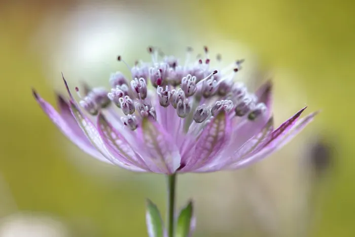 Framed Print : Astrantia major Framed Print : Astrantia major