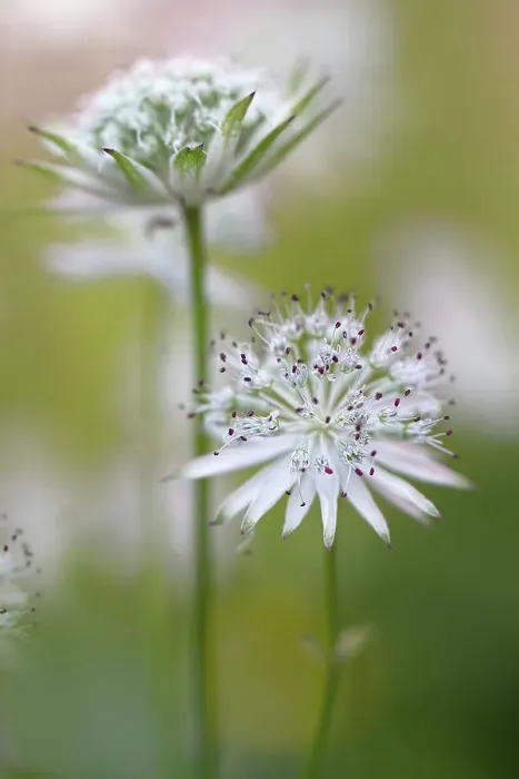 Framed Print : Astrantia major Framed Print : Astrantia major