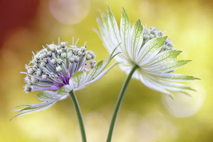 Framed Print : Astrantia major Framed Print : Astrantia major