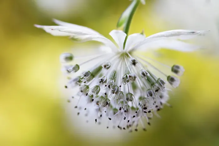 Framed Print : Astrantia major Framed Print : Astrantia major