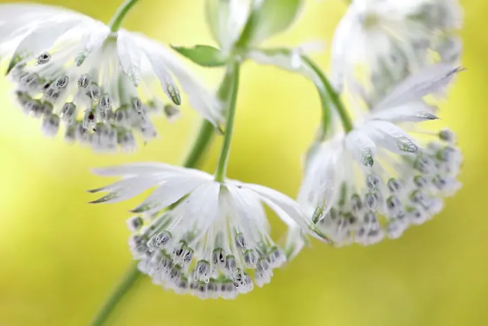 Framed Print : Astrantia major Framed Print : Astrantia major