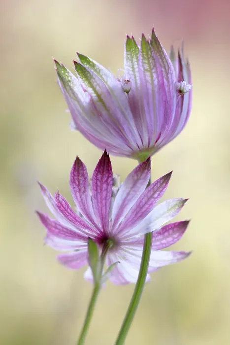 Framed Print : Astrantia major Framed Print : Astrantia major