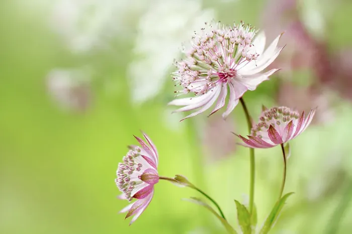 Framed Print : Astrantia major Framed Print : Astrantia major