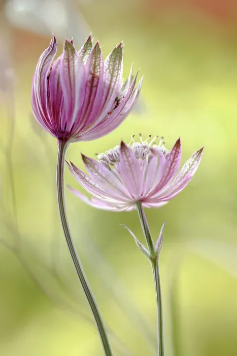 Framed Print : Astrantia major