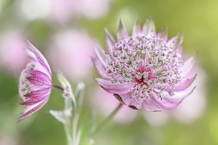 Framed Print : Astrantia major