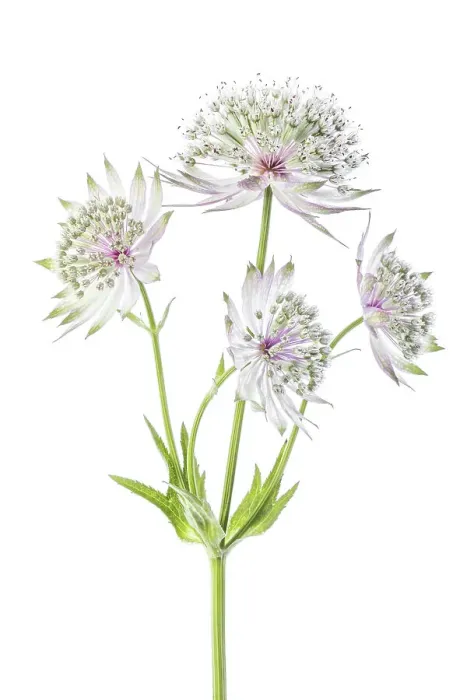 Framed Print : Astrantia major Framed Print : Astrantia major