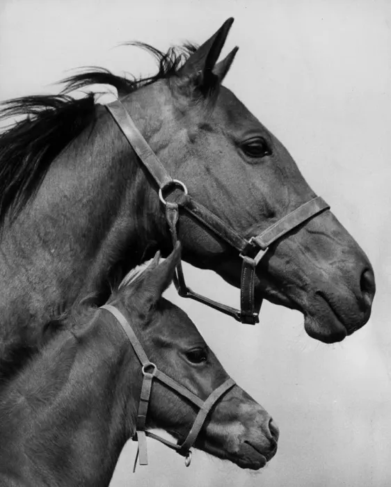 Framed Print : Asturia And Filly Framed Print : Asturia And Filly
