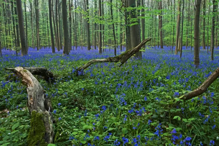 Framed Print : Atlantic Bluebells or Common Bluebells -Hyacinthoides non-scripta-, Hallerbos, Halle, Flemish Brabant province, Flemish Region, Belgium Framed Print : Atlantic Bluebells or Common Bluebells -Hyacinthoides non-scripta-, Hallerbos, Halle, Flemish Brabant province, Flemish Region, Belgium