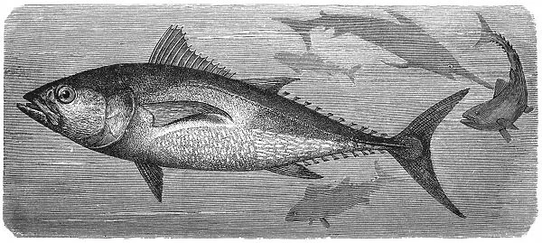 Atlantic bluefin tuna (Thunnus thynnus)