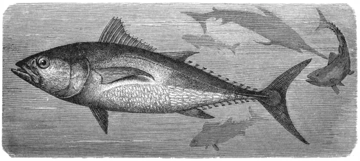 Framed Print : Atlantic bluefin tuna (Thunnus thynnus) Framed Print : Atlantic bluefin tuna (Thunnus thynnus)