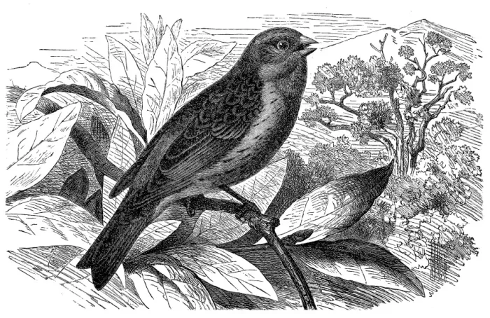 Framed Print : Atlantic Canary (Serinus Canaria) Framed Print : Atlantic Canary (Serinus Canaria)