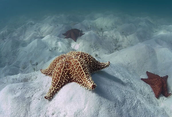 Stars. Atlantic coast of Dominican Rep. Shallow. White sand and a lot of sea-stars