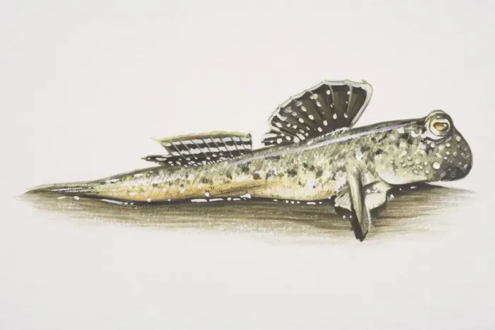 Framed Print : Atlantic Mudskipper (Periophthalmus barbarus), side view Framed Print : Atlantic Mudskipper (Periophthalmus barbarus), side view