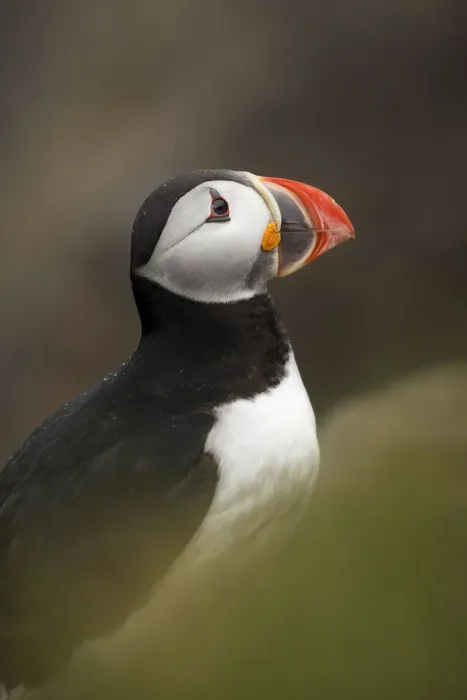 Framed Print : Atlantic Puffin Framed Print : Atlantic Puffin
