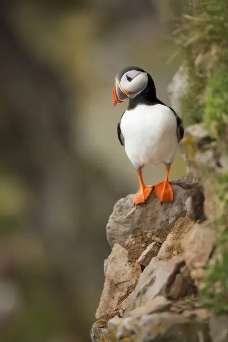 Framed Print : Atlantic Puffin Framed Print : Atlantic Puffin