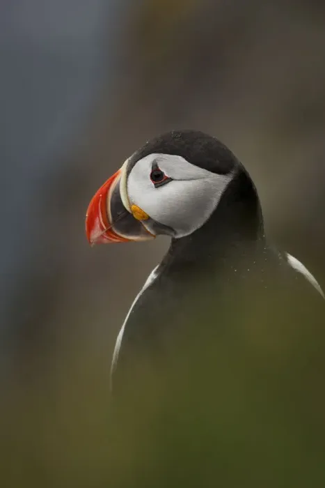 Framed Print : Atlantic Puffin Framed Print : Atlantic Puffin