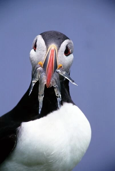ATLANTIC PUFFIN (FRATERCULA arctica) fish in mouth, Iceland