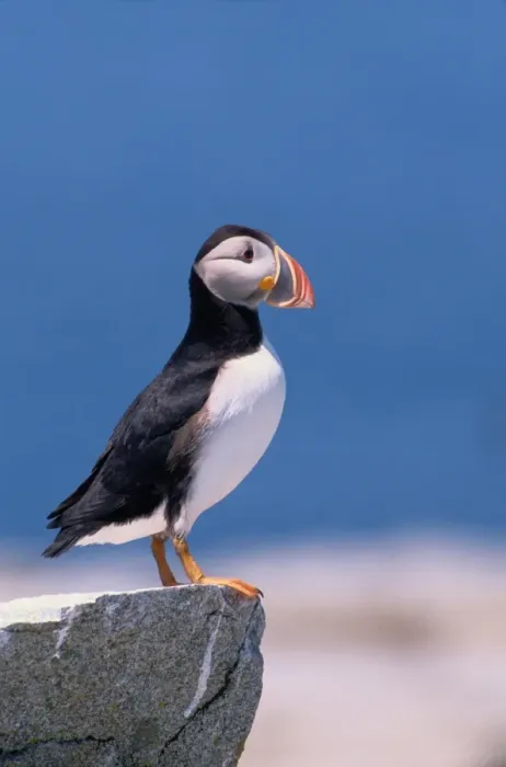 Framed Print : Atlantic puffin (Fratercula arctica) standing on rock Framed Print : Atlantic puffin (Fratercula arctica) standing on rock