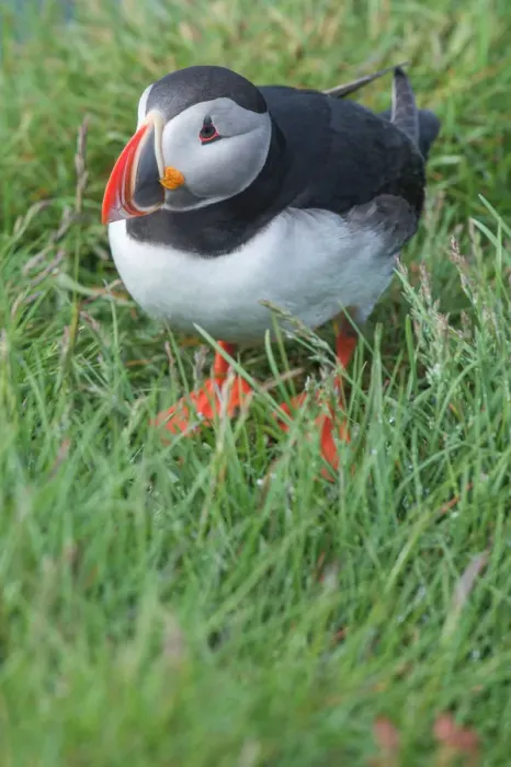 Framed Print : Atlantic Puffin with grass background at Latrabjarg, Iceland