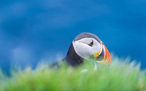 An Atlantic puffin hiding at its nest