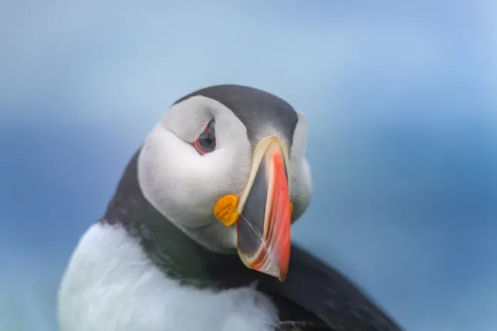 Framed Print : Atlantic Puffin at Latrabjarg, Iceland