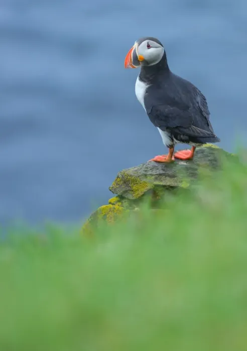 Framed Print : Atlantic Puffin at Latrabjarg, Iceland Framed Print : Atlantic Puffin at Latrabjarg, Iceland