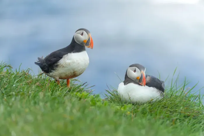 Framed Print : Atlantic Puffin at Latrabjarg, Iceland Framed Print : Atlantic Puffin at Latrabjarg, Iceland