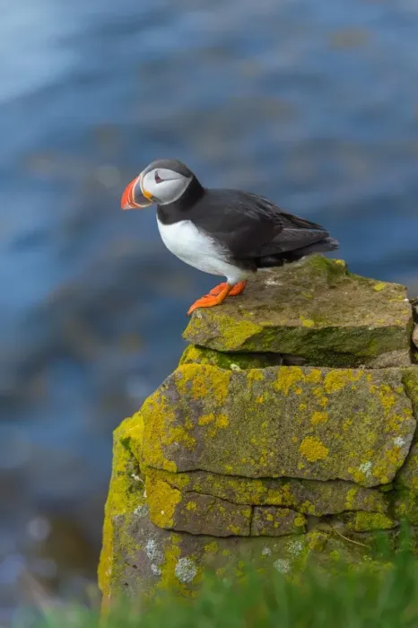 Framed Print : Atlantic Puffin at Latrabjarg, Iceland Framed Print : Atlantic Puffin at Latrabjarg, Iceland