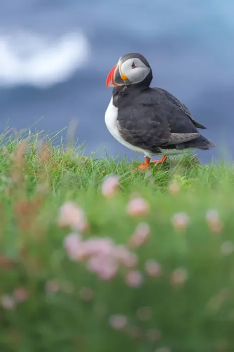 Framed Print : Atlantic Puffin at Latrabjarg, Iceland Framed Print : Atlantic Puffin at Latrabjarg, Iceland