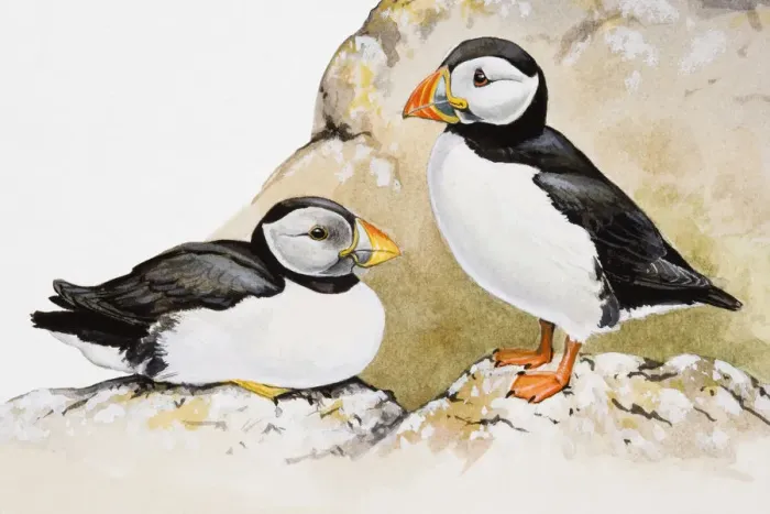 Framed Print : Atlantic puffins (Fratercula arctica), one seated and the other standing, side view