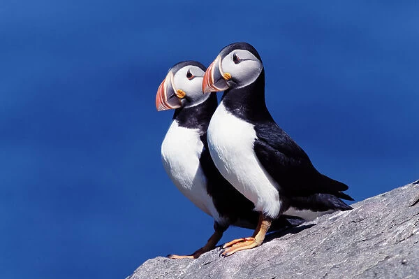Two atlantic puffins (Fratercula arctica) on cliff