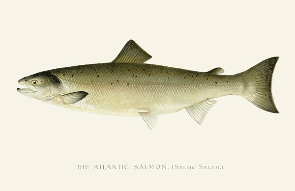 Atlantic Salmon chromolithograph 1898