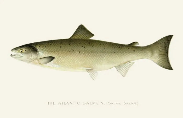 Framed Print : Atlantic Salmon chromolithograph 1898