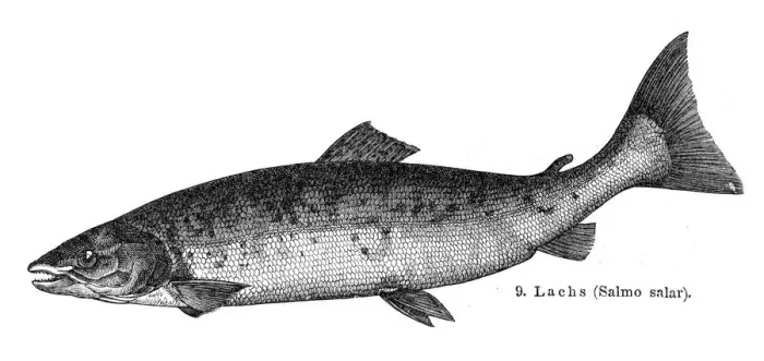 Framed Print : Atlantic salmon engraving 1897 Framed Print : Atlantic salmon engraving 1897