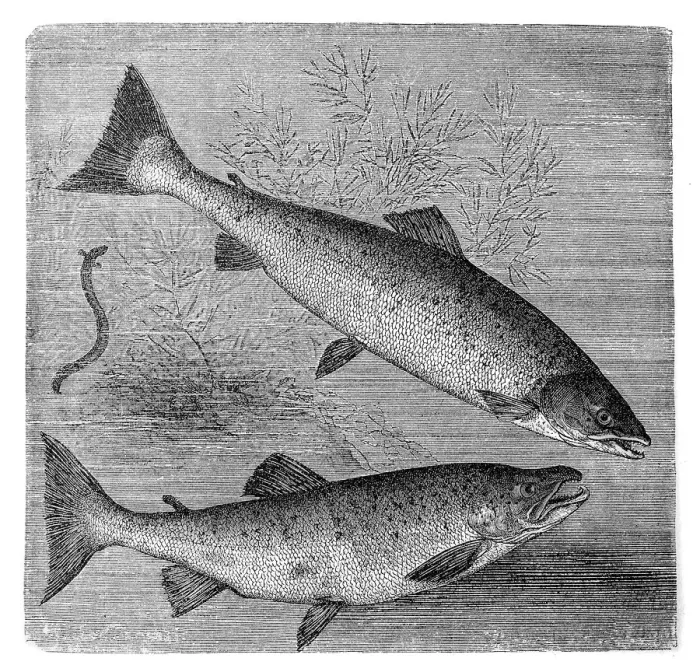 Framed Print : Atlantic salmon (salmo salar) and brown trout (S. trutta) Framed Print : Atlantic salmon (salmo salar) and brown trout (S. trutta)