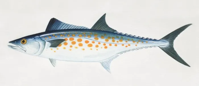 Framed Print : Atlantic Spanish Mackerel, Scomberomorus maculatus, side view Framed Print : Atlantic Spanish Mackerel, Scomberomorus maculatus, side view