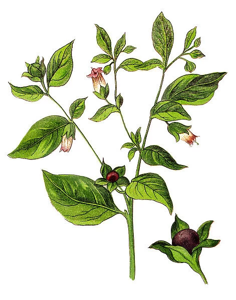 Atropa belladonna, commonly known as belladonna or deadly nightshade