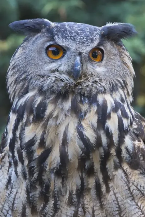 Framed Print : attention, attentive, bubo bubo, cropped, exterior views, head shots, looking out Framed Print : attention, attentive, bubo bubo, cropped, exterior views, head shots, looking out