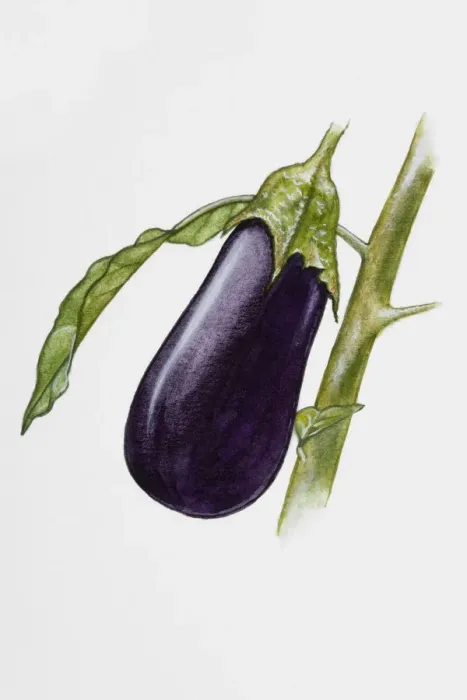 Framed Print : Aubergine Framed Print : Aubergine