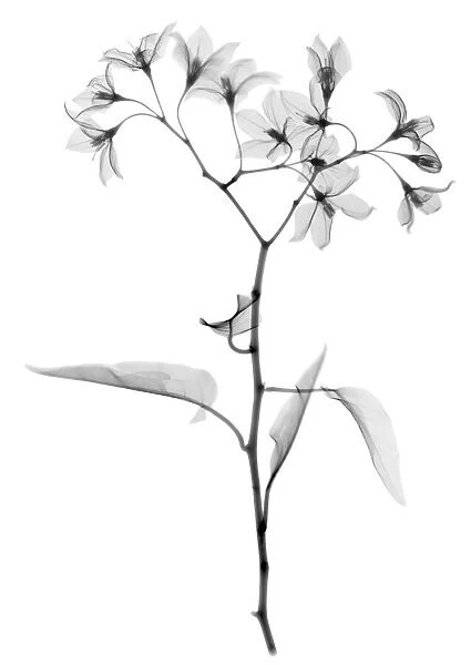 Aubergine (Solanium sp. ), X-ray