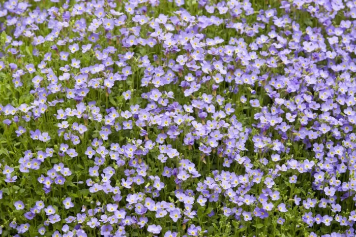 Framed Print : Aubrieta -Aubrieta gracilis-, flowering, Thuringia, Germany Framed Print : Aubrieta -Aubrieta gracilis-, flowering, Thuringia, Germany