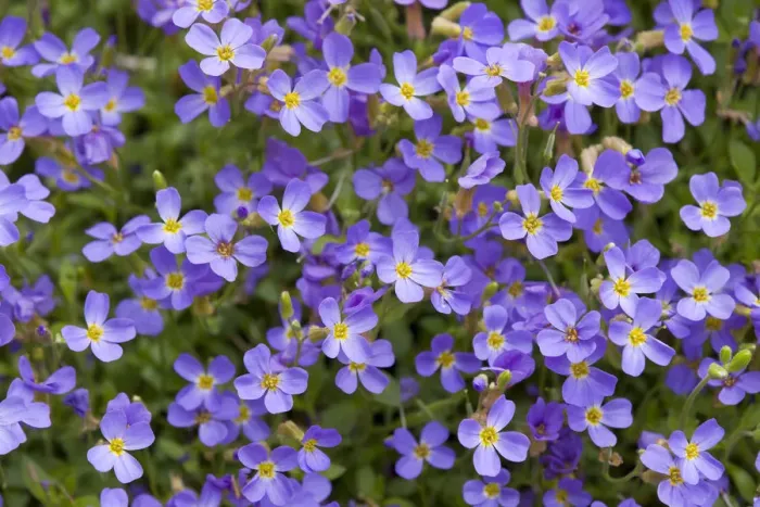 Framed Print : Aubrieta -Aubrieta gracilis-, flowering, Thuringia, Germany Framed Print : Aubrieta -Aubrieta gracilis-, flowering, Thuringia, Germany