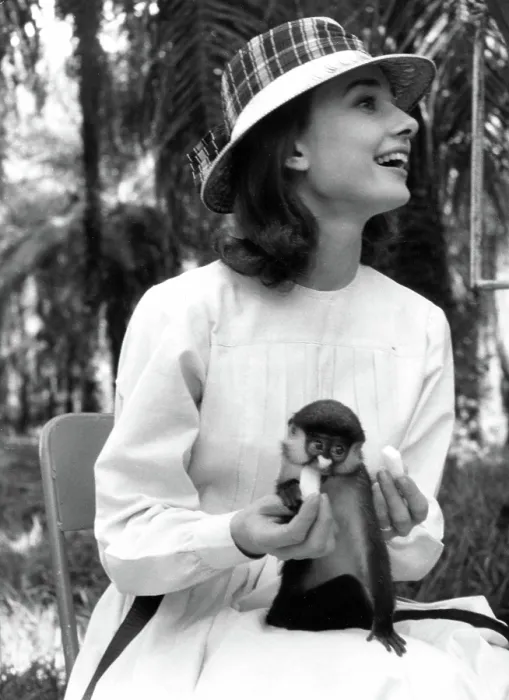 Framed Print : Audrey Hepburn Feeding A Monkey